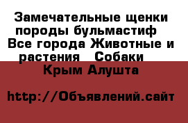 Замечательные щенки породы бульмастиф - Все города Животные и растения » Собаки   . Крым,Алушта